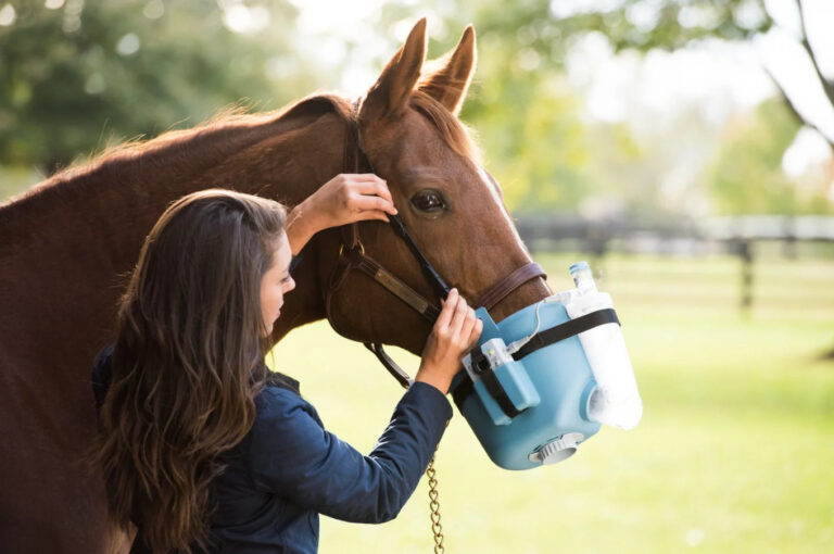 Ciężka astma koni (dawniej RAO) – jak zadbać o konia z dusznością?