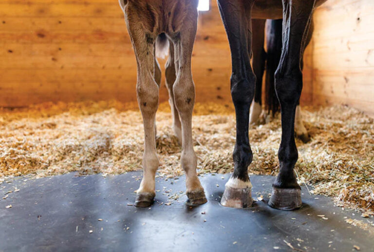 Gruda u koni – co to jest i jak sobie z nią radzić?