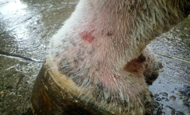 Gruda u koni – co to jest i jak sobie z nią radzić?